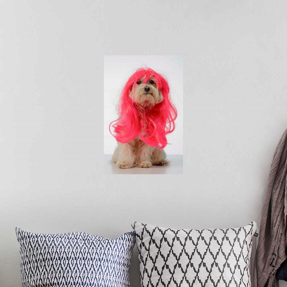 A bohemian room featuring Maltese Poodle Dog wearing pink glamour wig