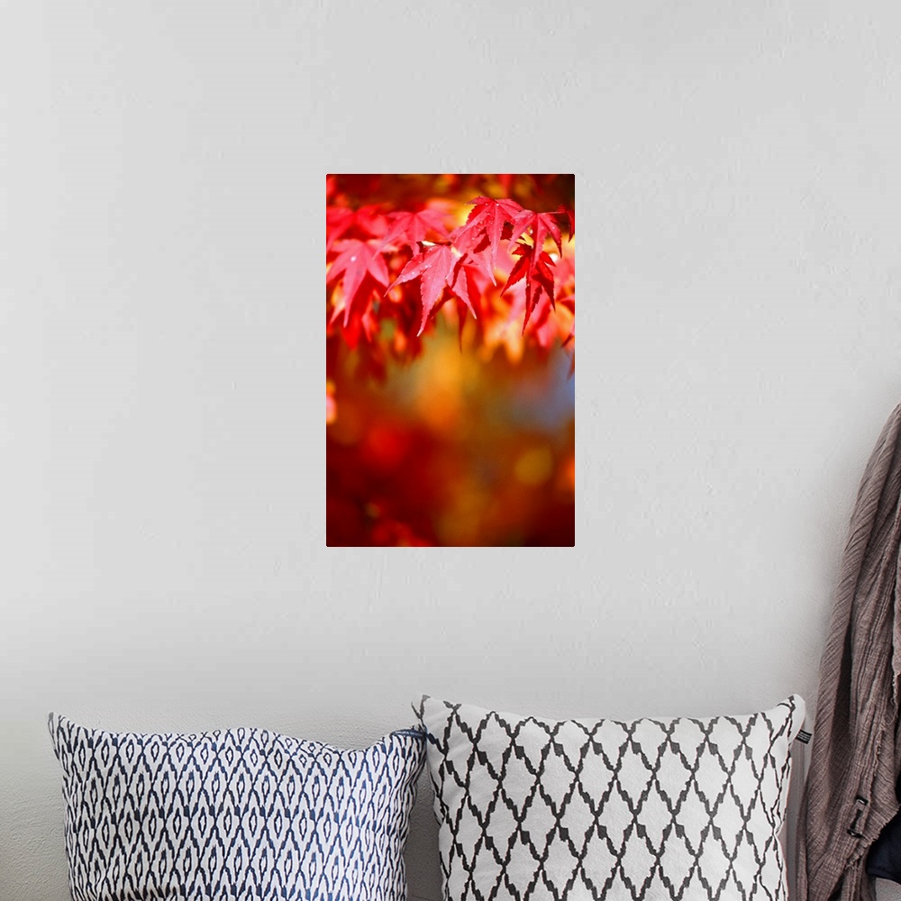 A bohemian room featuring Maple leaf in autumn (differential focus)