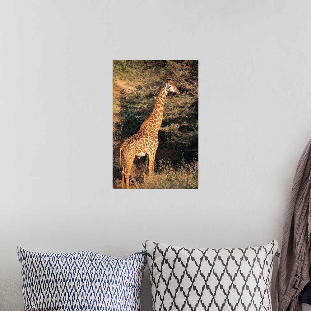 A bohemian room featuring Masai giraffe , Lake Manyara , Tanzania