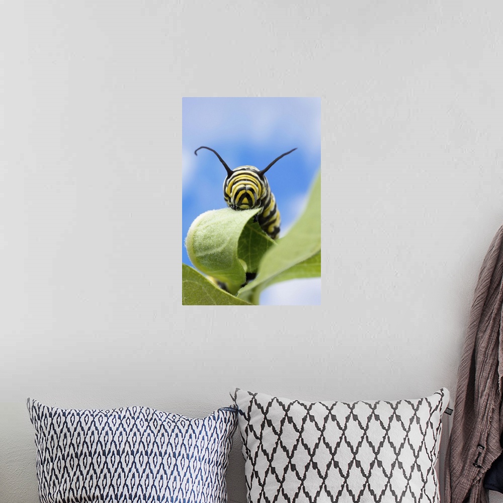 A bohemian room featuring Monarch caterpillar, Nebraska, USA