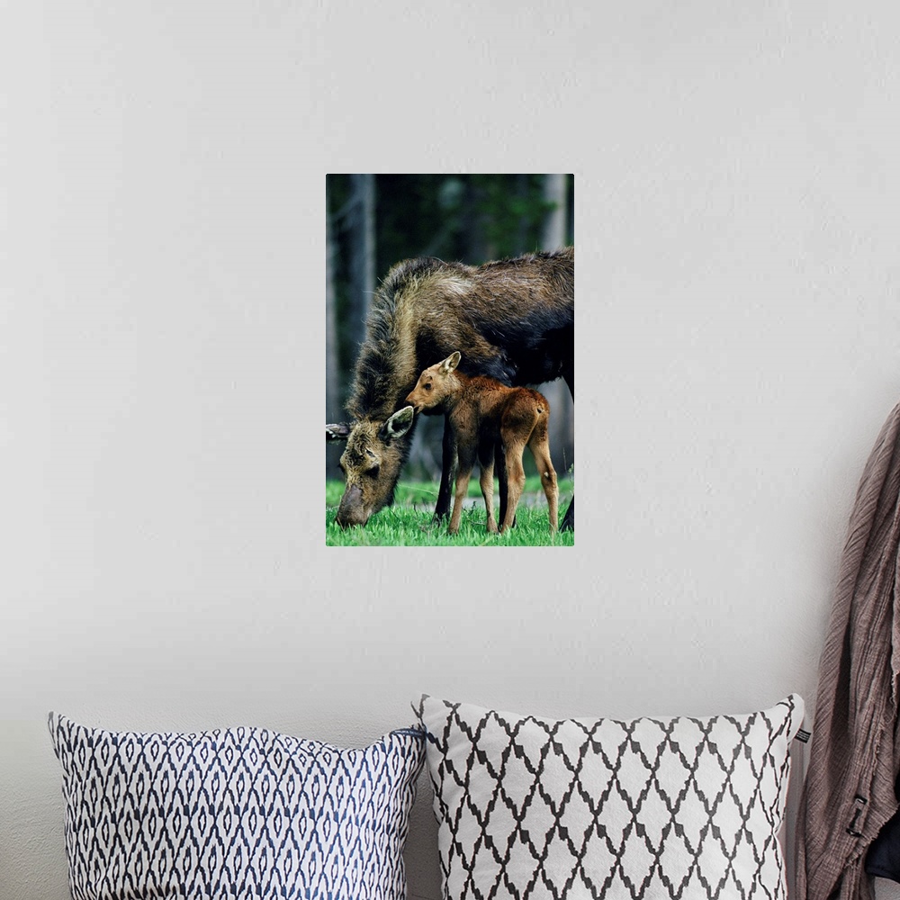 A bohemian room featuring Moose and calf ,Yellowstone National Park ,Wyoming