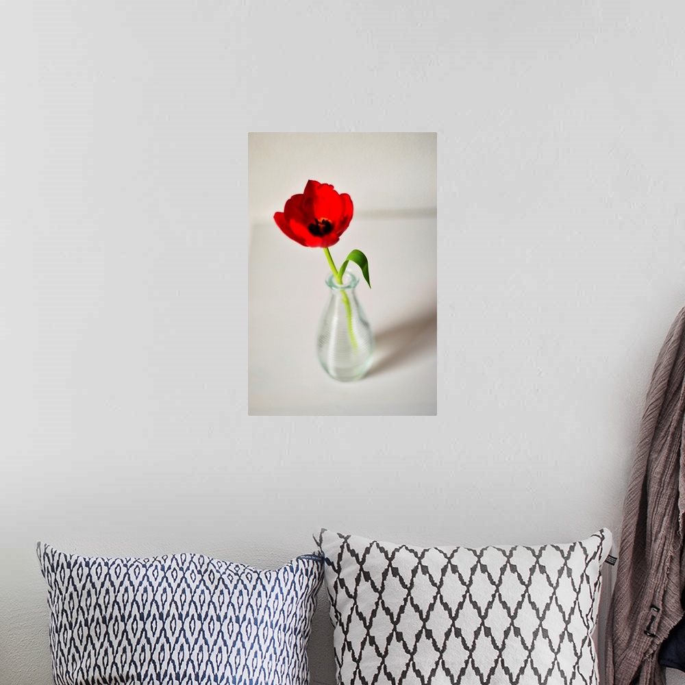 A bohemian room featuring Open red tulip in small glass vase on white table, Netherlands.