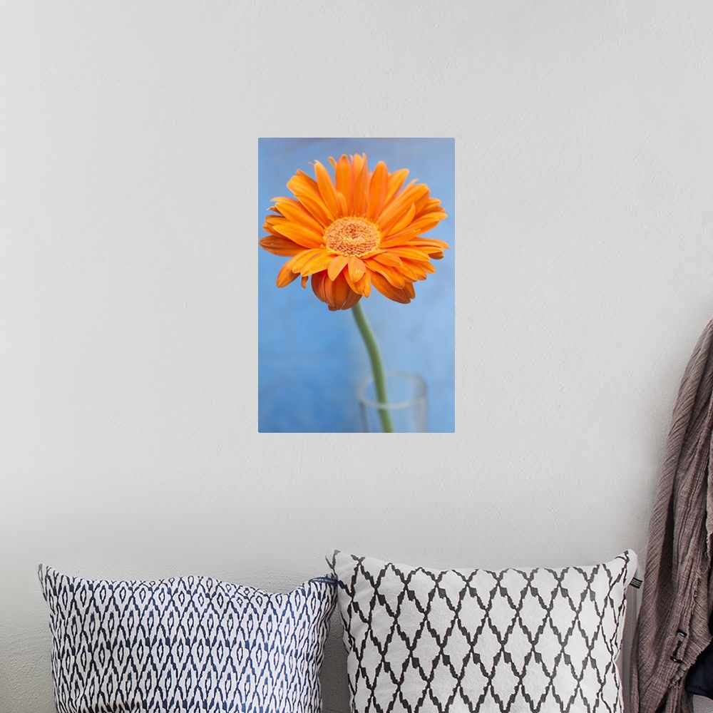 A bohemian room featuring Orange gerbera daisy in glass vase against blue backdrop.