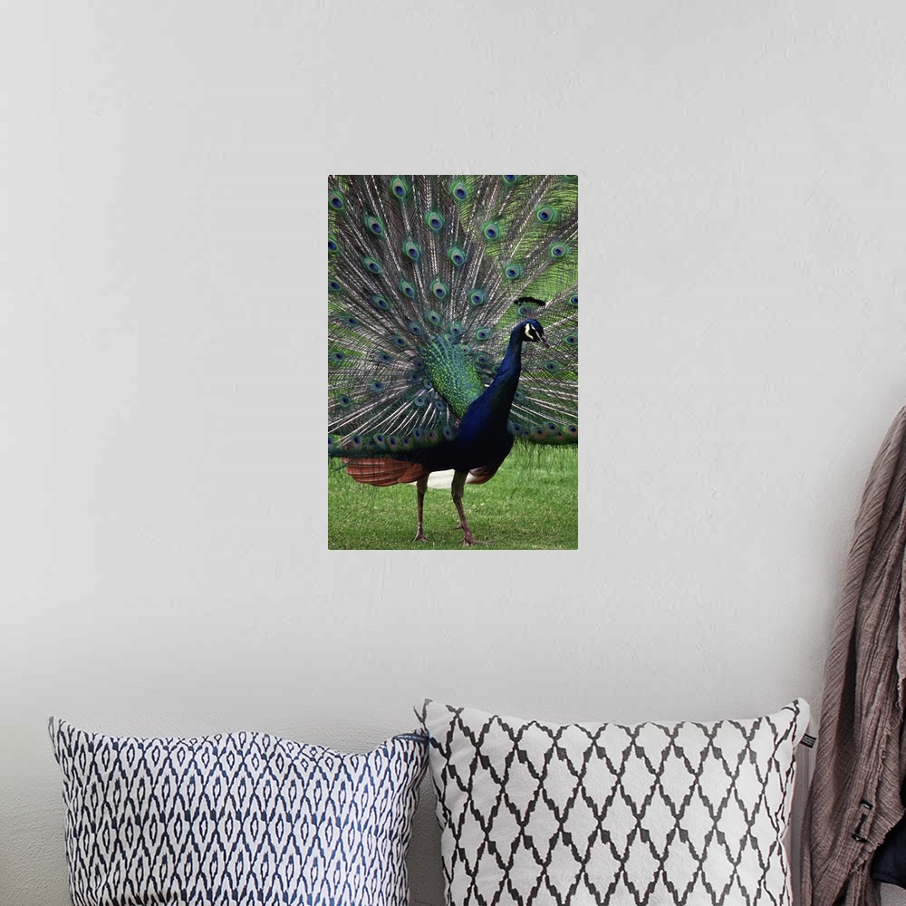A bohemian room featuring Peacock
