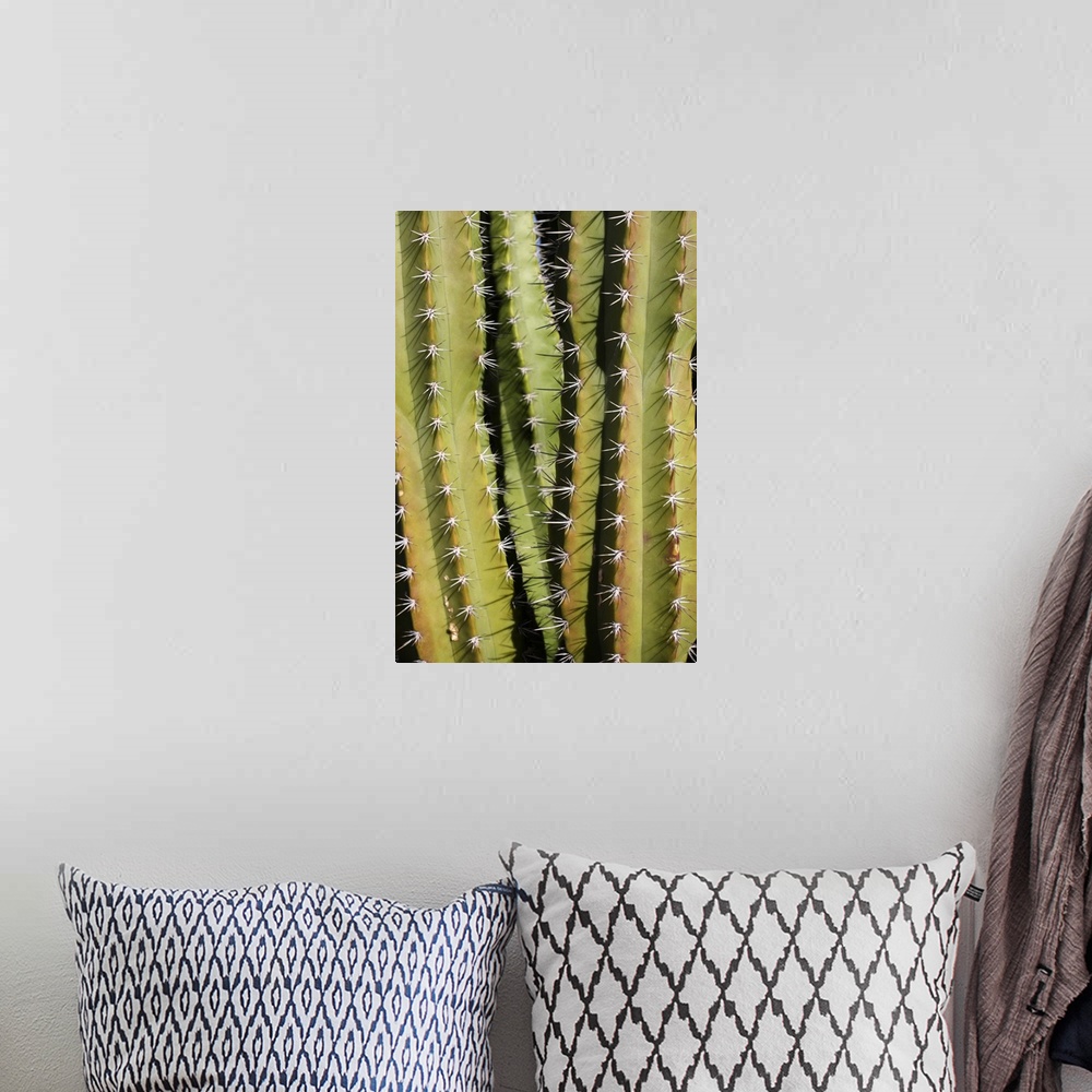 A bohemian room featuring Full frame texture image of cactus plant, scientific name Cereus peruvianus.  Common name Peruvia...