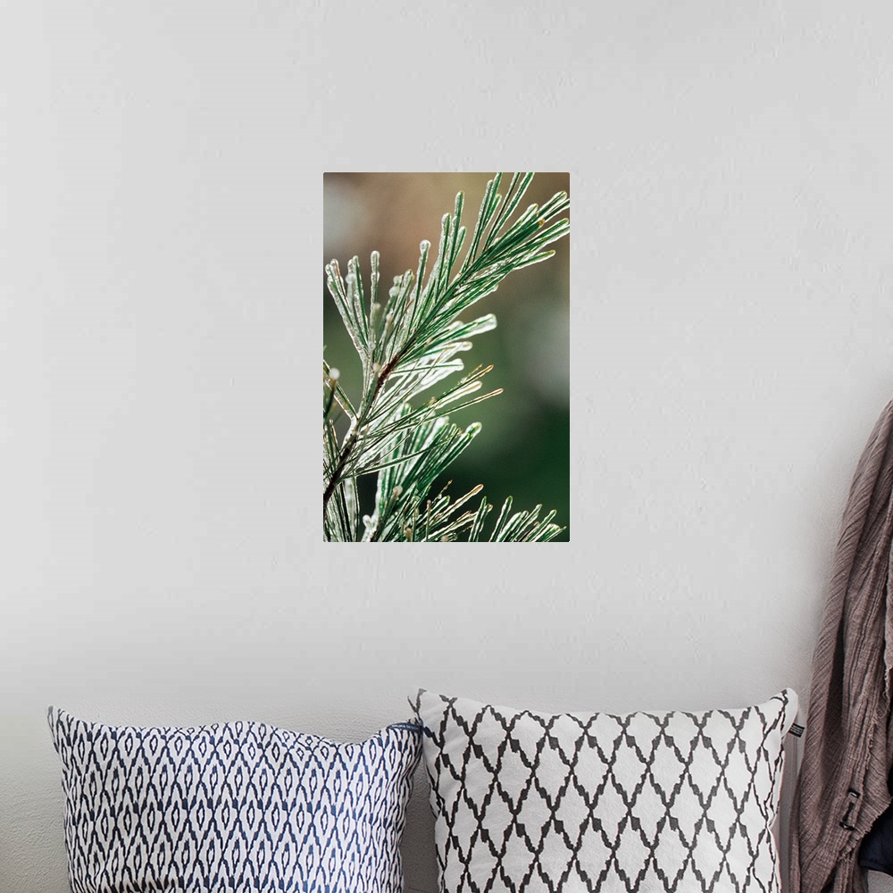 A bohemian room featuring Pine needles coated in ice
