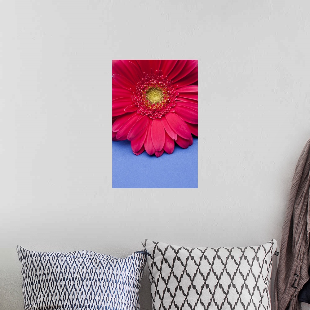A bohemian room featuring Pink gerbera daisy on blue background.