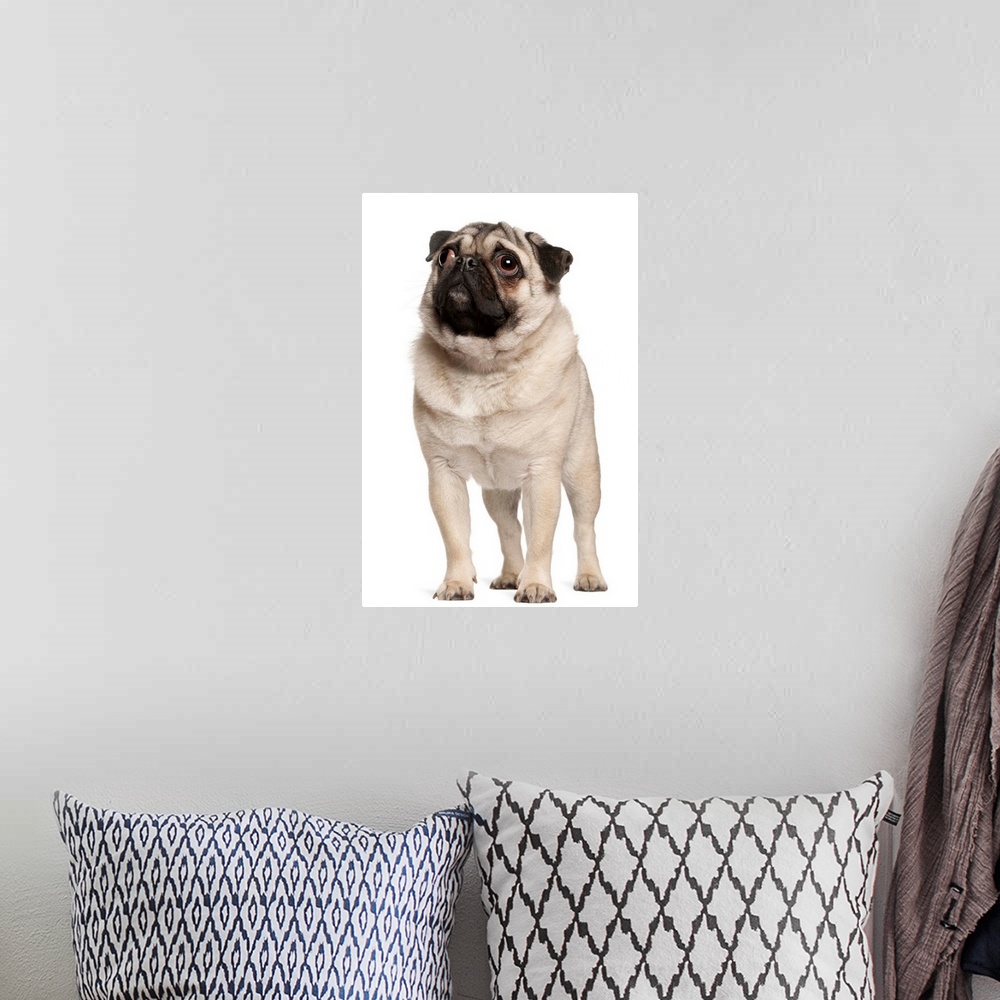 A bohemian room featuring Pug (13 months old) looking up