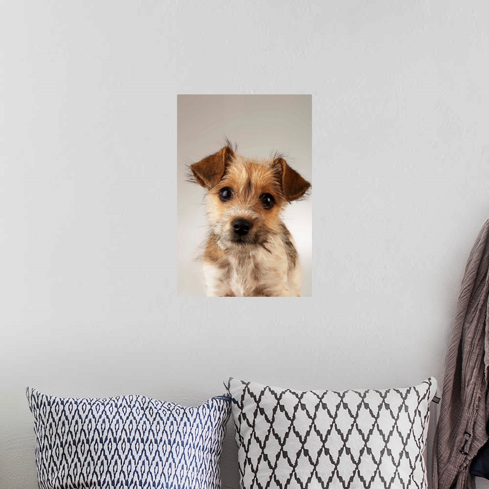 A bohemian room featuring Puppy (Canis familiaris), close-up