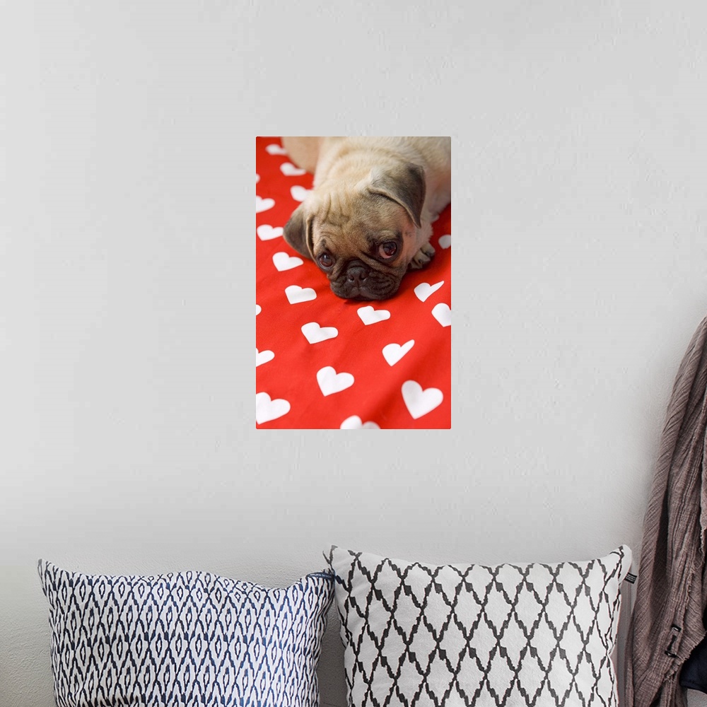 A bohemian room featuring Pug puppy lying on bed, close up