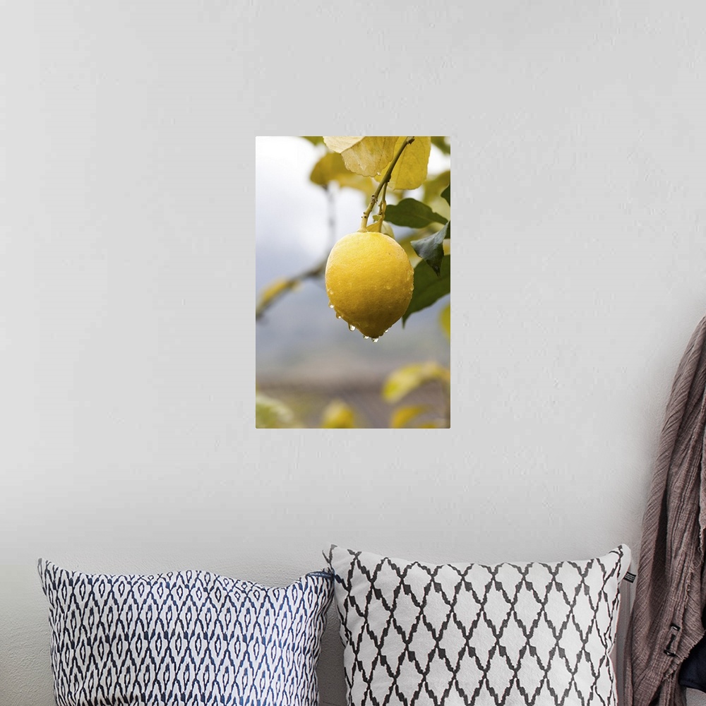 A bohemian room featuring Raindrops dripping from lemons on tree in valley of Soller, Mallorca, Spain.