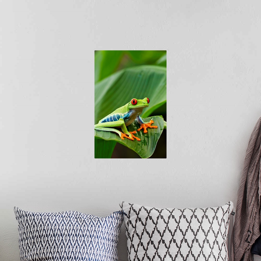 A bohemian room featuring Costa Rica, Monteverde, Red-eyed Tree Frog (Agalychnis callidryas) resting on leaf (Captive)
