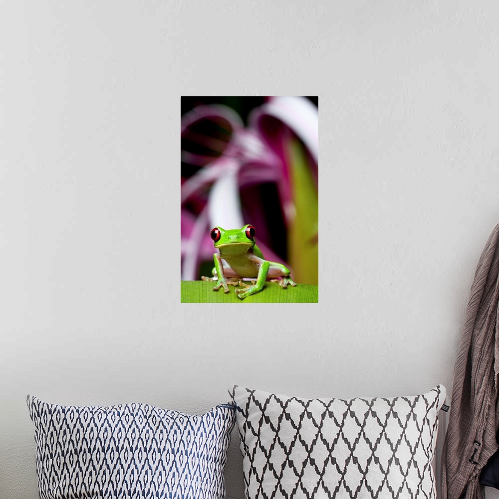 A bohemian room featuring Costa Rica, Carate, Red-eyed Tree Frog (Agalychnis callidryas) resting on flower leaf in Osa Peni...