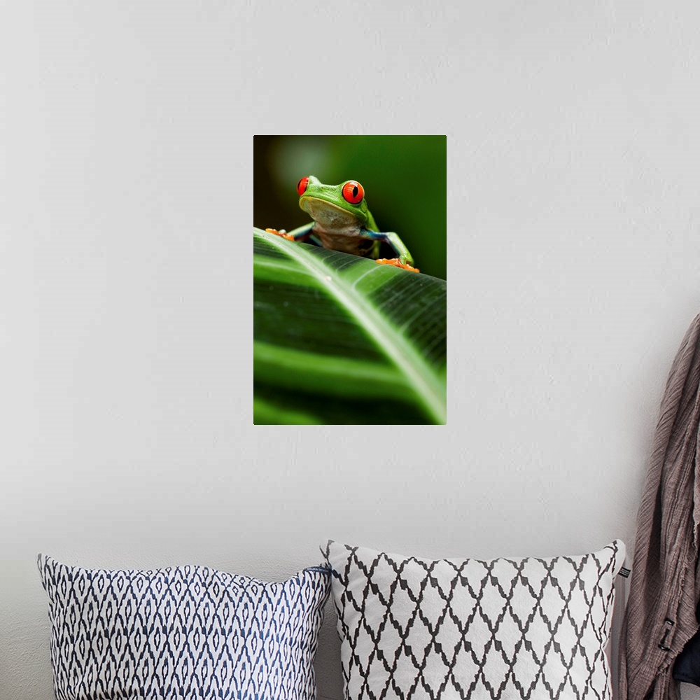 A bohemian room featuring Red-Eyed Tree Frog On Leaf