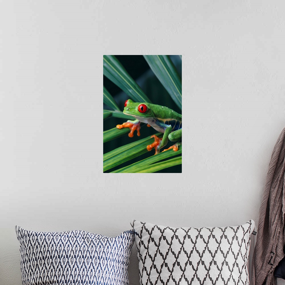 A bohemian room featuring Red Eyed Tree Frog On Plant