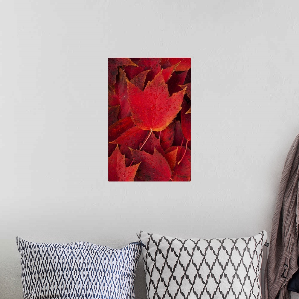A bohemian room featuring Red fall leaves with water drops