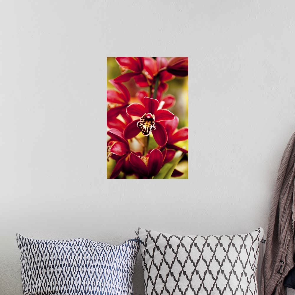 A bohemian room featuring Red Orchid flowers.