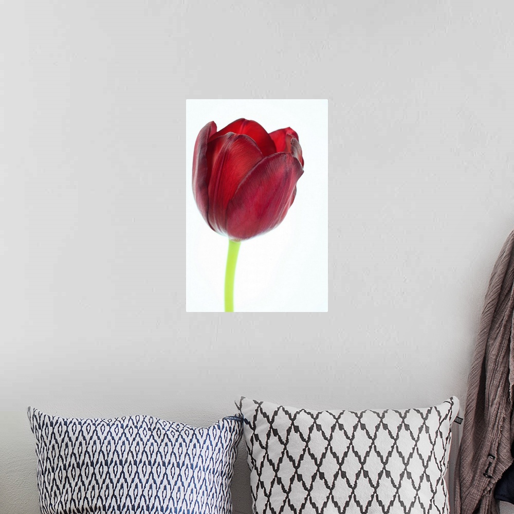 A bohemian room featuring Close-up / macro of the exterior of a red tulip, it's petals and stem, on a white background. Sel...