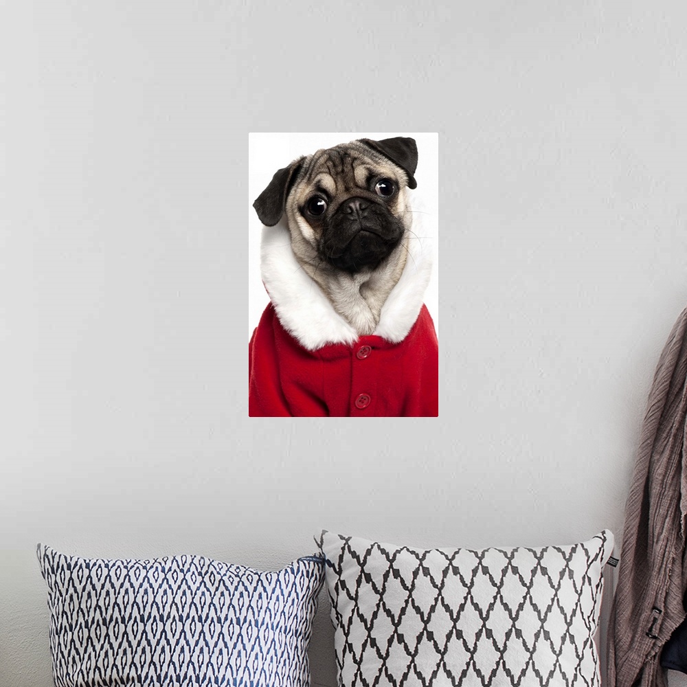 A bohemian room featuring Pug puppy (6 months old) wearing a Christmas coat