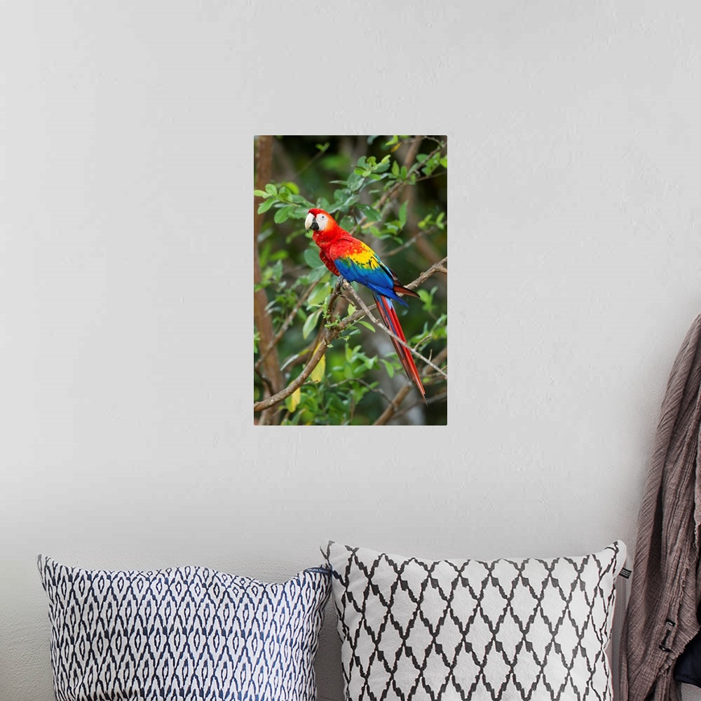 A bohemian room featuring Costa Rica, Guanacaste Province, Canas, Scarlet Macaw (Ara macao) resting on perch in tree