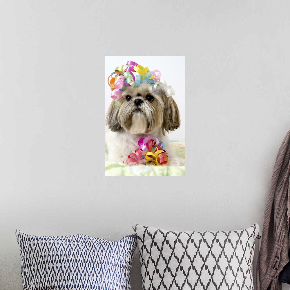 A bohemian room featuring Shi Tzu dog with curly ribbons on head and by front paws