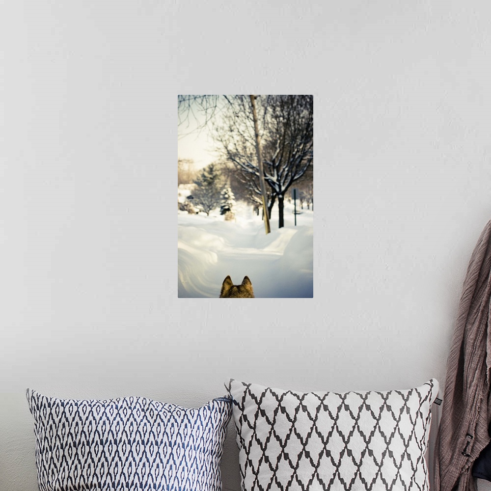 A bohemian room featuring Siberian husky walking on snowy sidewalk