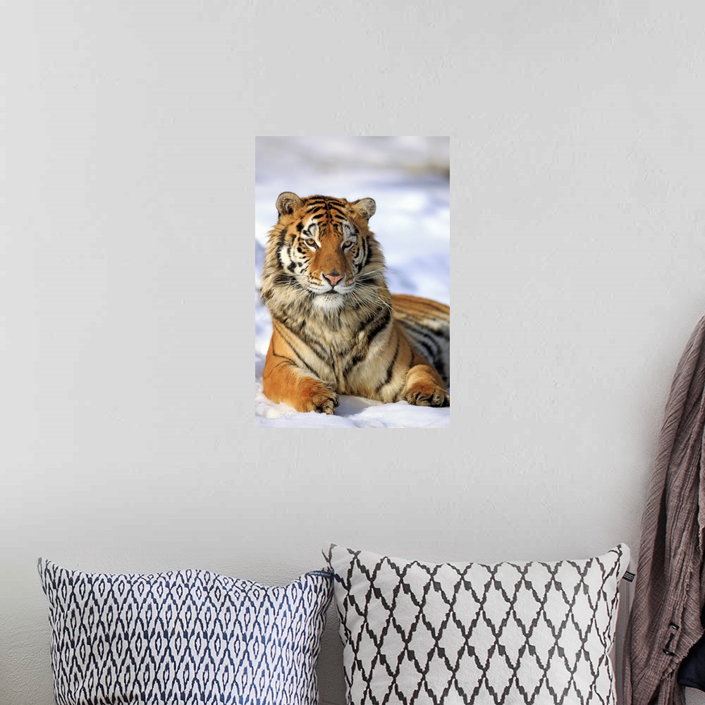 A bohemian room featuring Siberian Tiger, Panthera tigris altaica, Asia, young male in winter