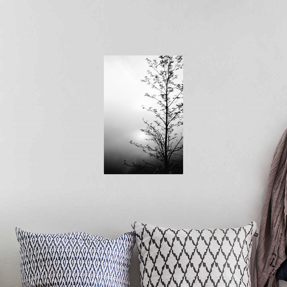 A bohemian room featuring Silhouette of tree on overcast morning