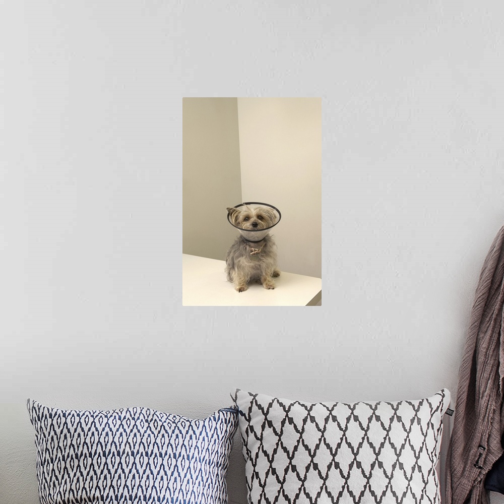 A bohemian room featuring Terrier dog wearing protective collar, close-up