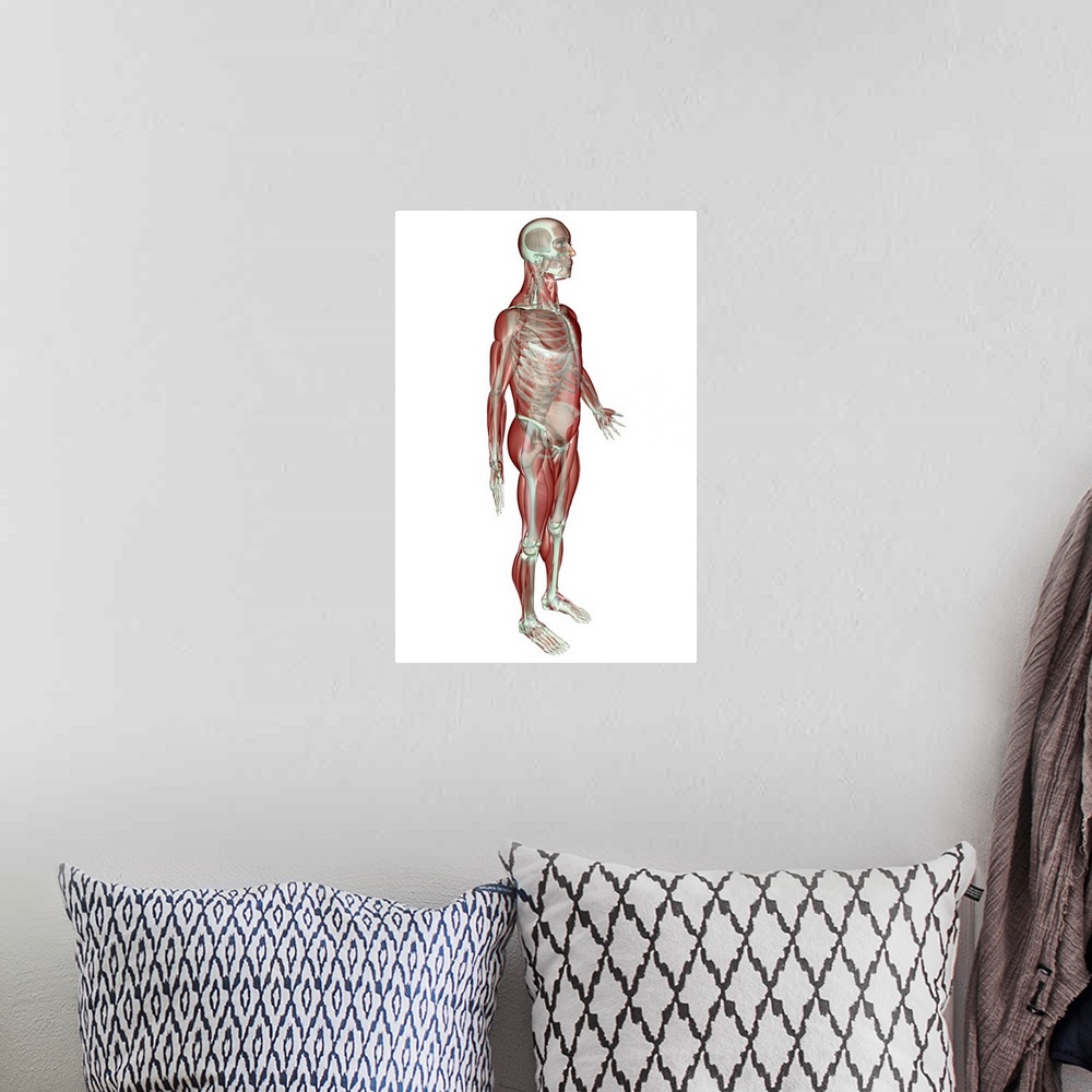 A bohemian room featuring The musculoskeletal system