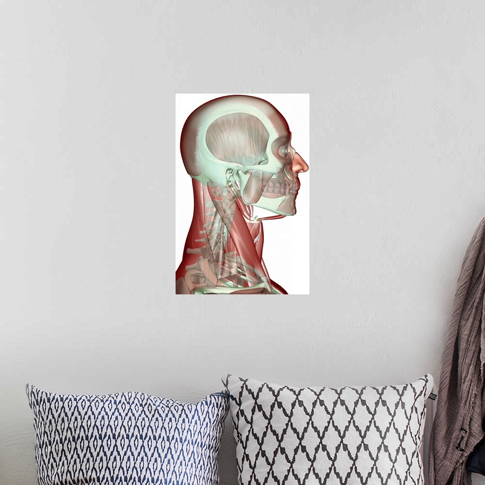A bohemian room featuring The musculoskeleton of the head, neck and face