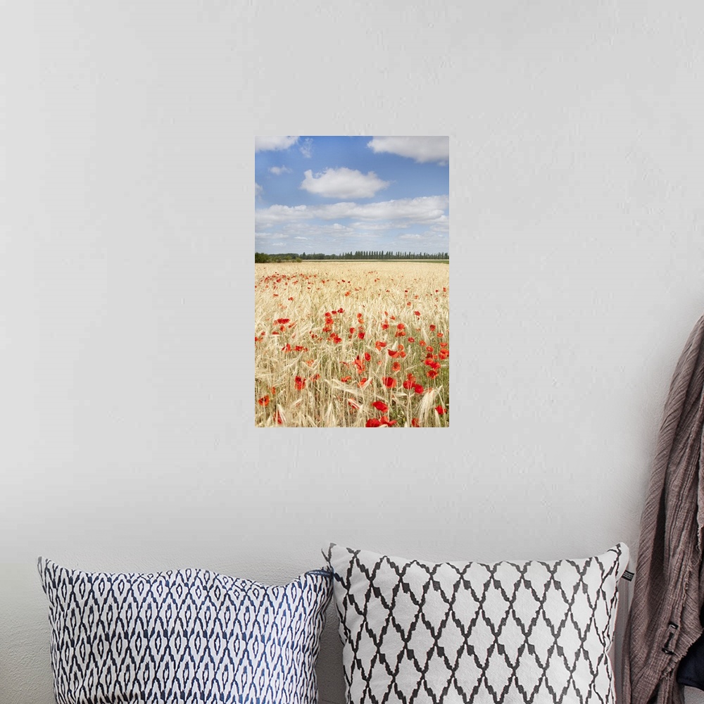 A bohemian room featuring View of field of poppies.