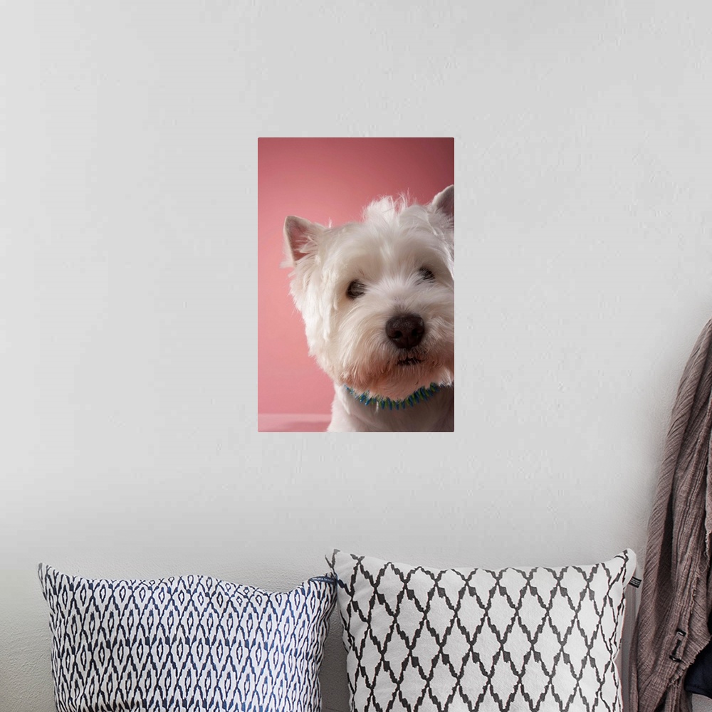 A bohemian room featuring West Highland Terrier, close-up