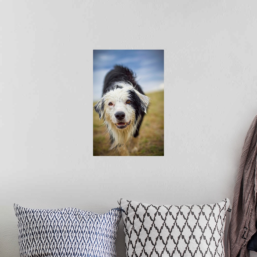 A bohemian room featuring Border Collie, Dog, Wet Dog, Looking Straight at camera, Shallow depth of field, Dirty, Sky, Stor...
