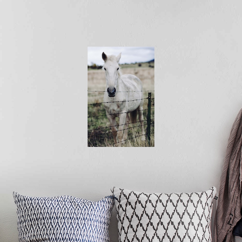 A bohemian room featuring White horse in field behind metal fence.