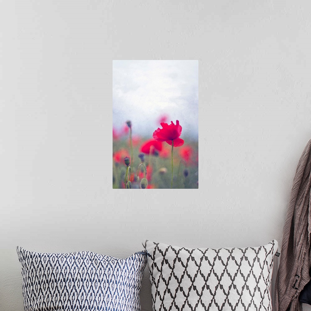 A bohemian room featuring Wild red poppies with single poppy in focus.
