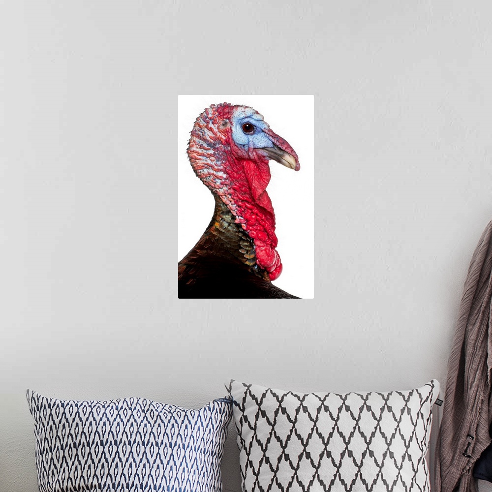 A bohemian room featuring Wild Turkey - Meleagris gallopavo