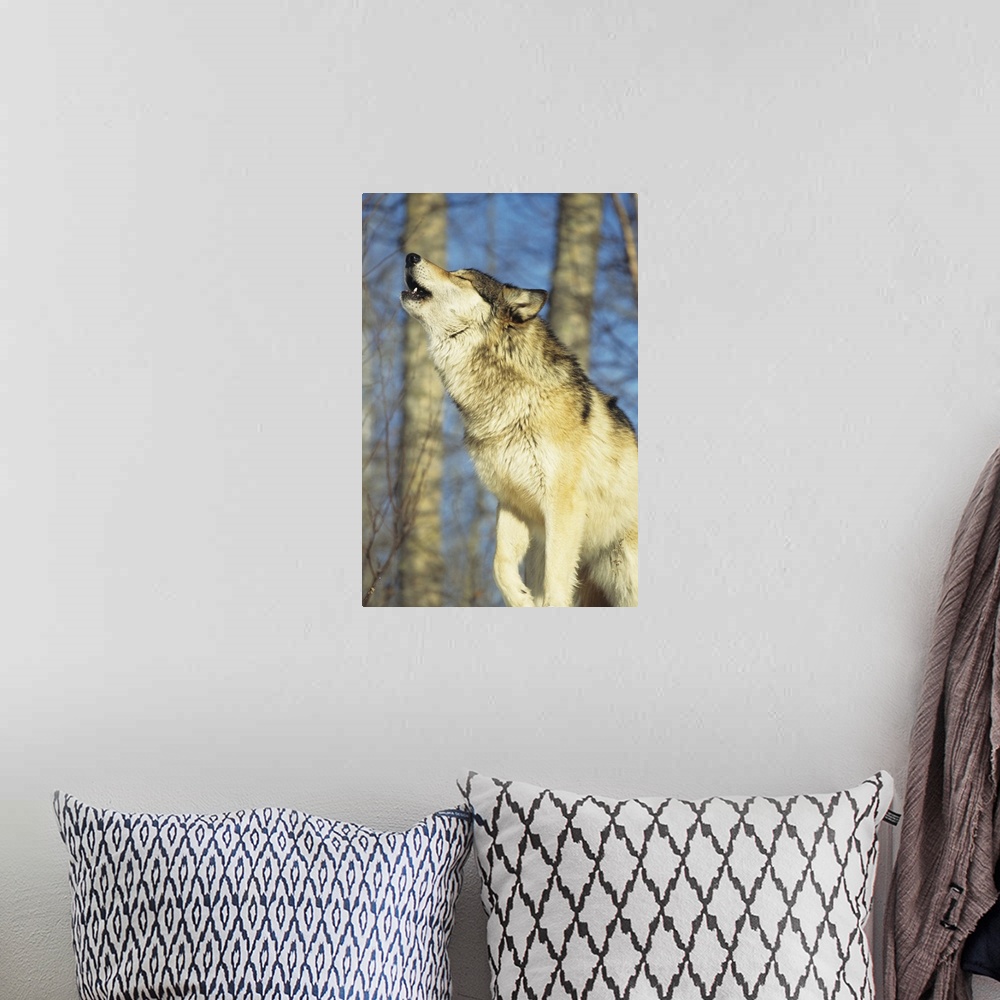 A bohemian room featuring Wolf (Canis lupus) howling, close-up, Canada