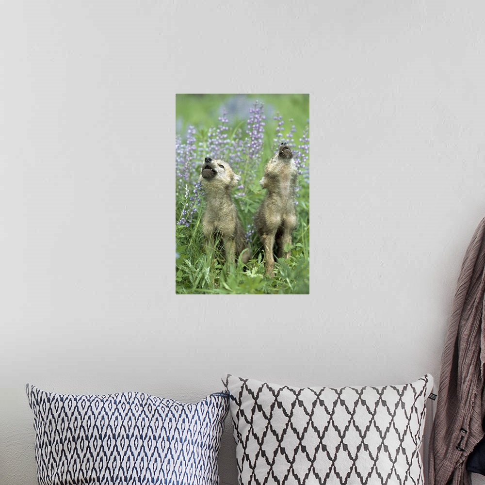 A bohemian room featuring Wolf Puppies Howling In Meadow