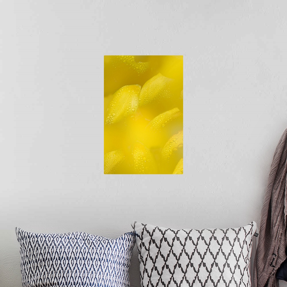 A bohemian room featuring Yellow flower petals with drops of dew