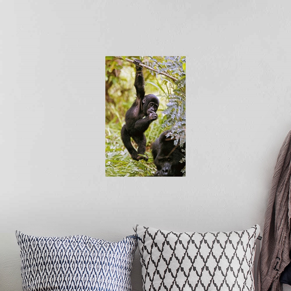 A bohemian room featuring Young Mountain Gorilla Hanging From Branch