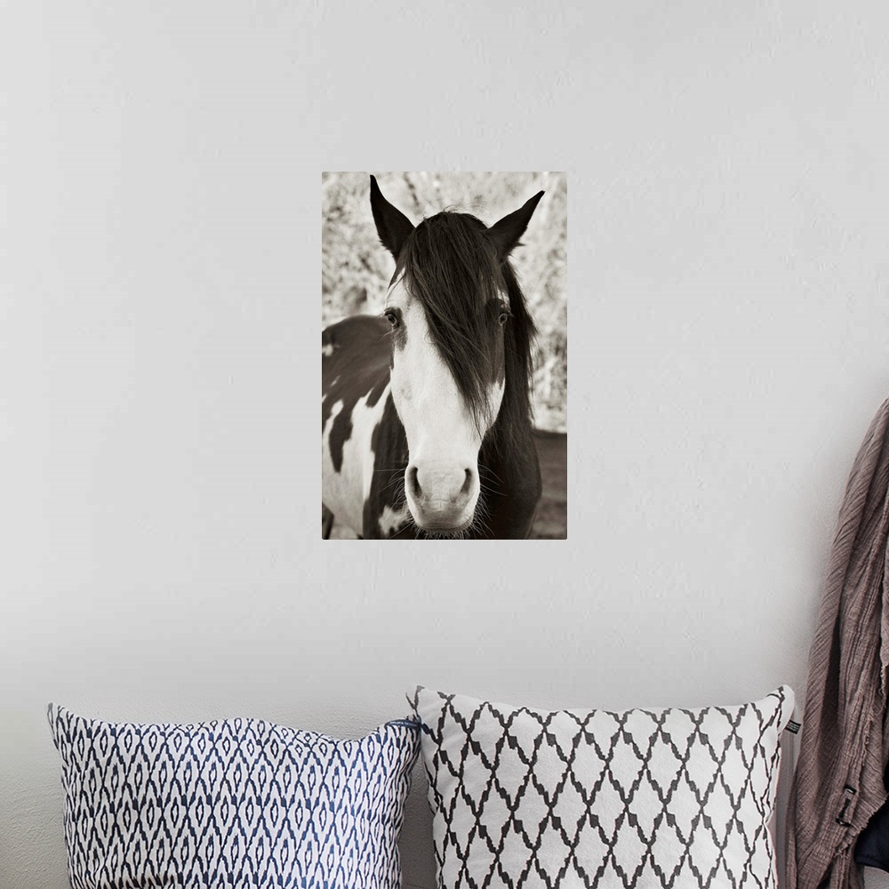 A bohemian room featuring Pale Eyed Stallion