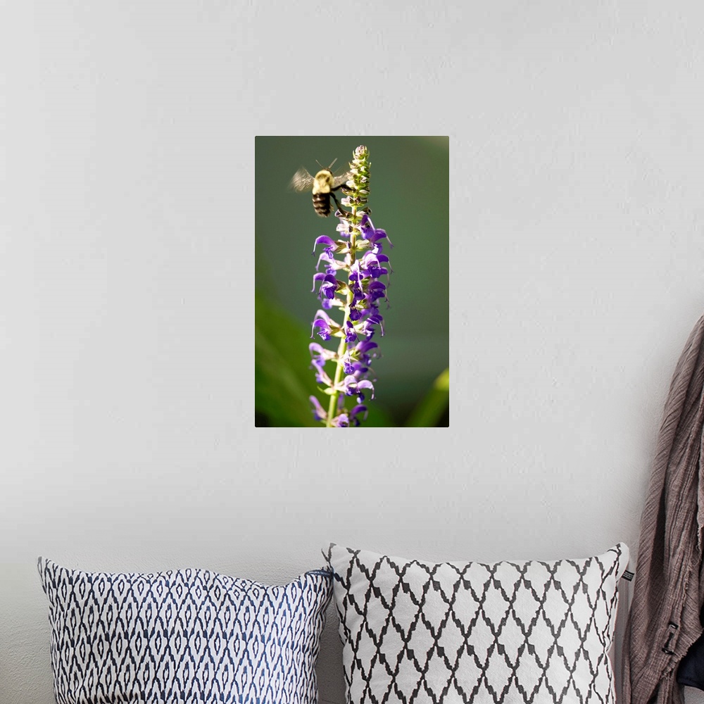 A bohemian room featuring A bumblebee hovers around purple salvia flowers