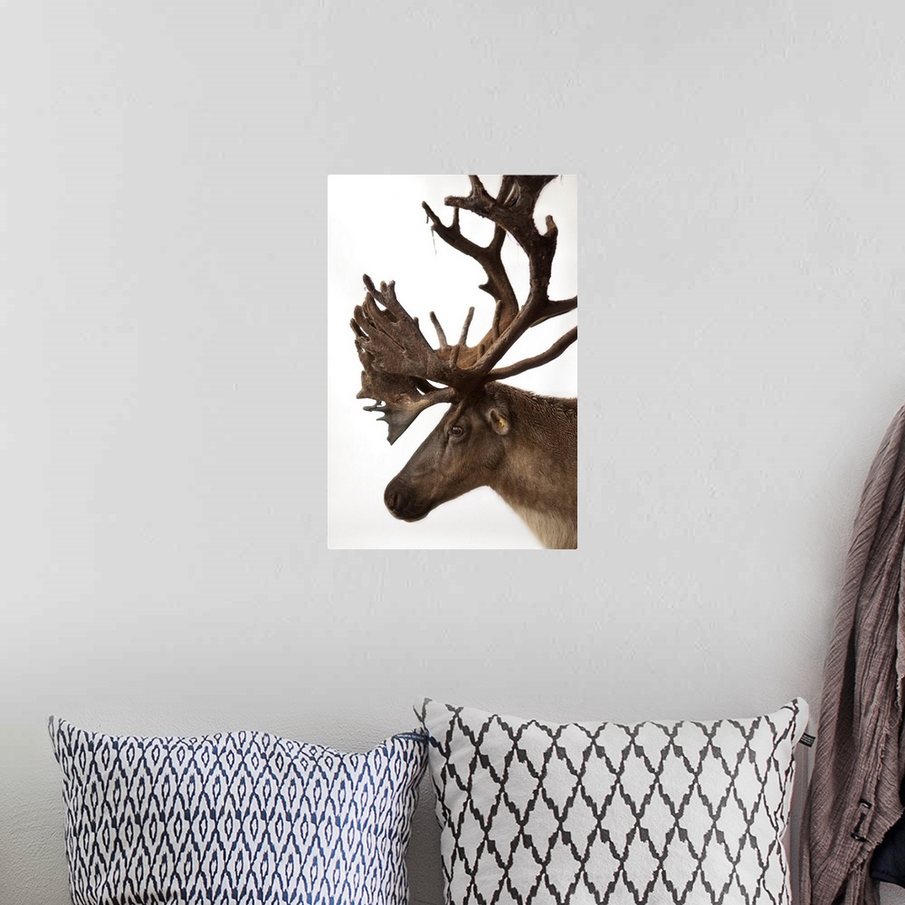 A bohemian room featuring A federally endangered woodland caribou, Rangifer tarandus caribou.