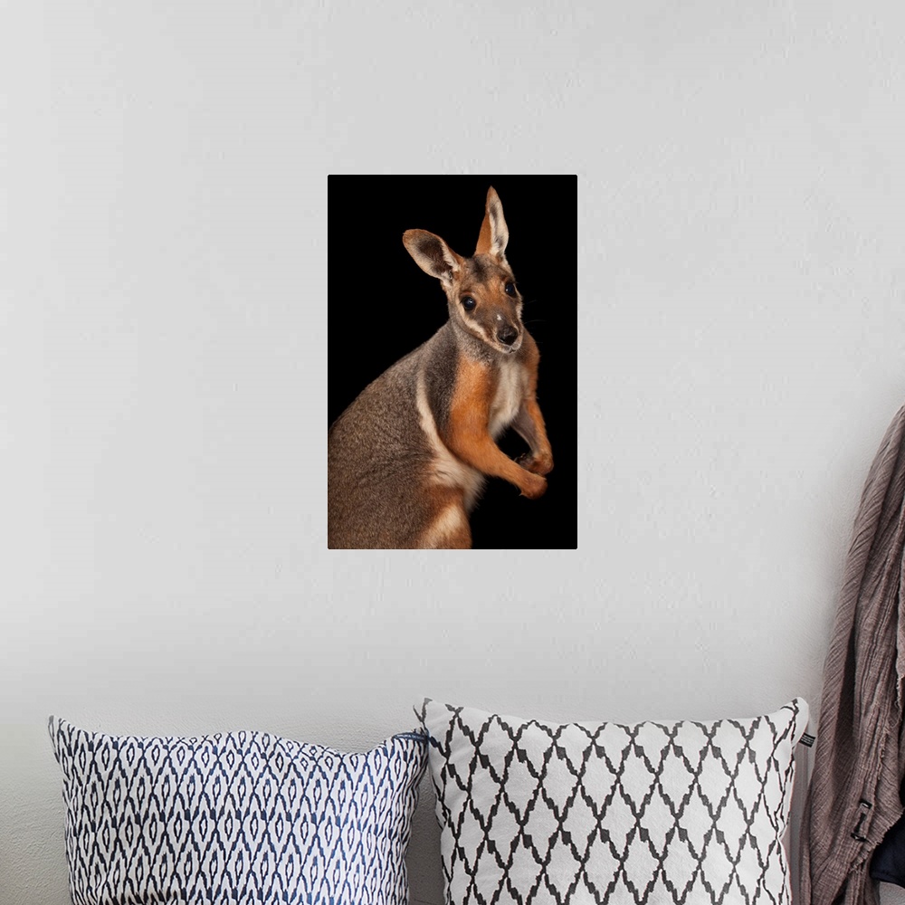 A bohemian room featuring A federally endangered yellow-footed rock wallaby, Petrogale xanthopus.