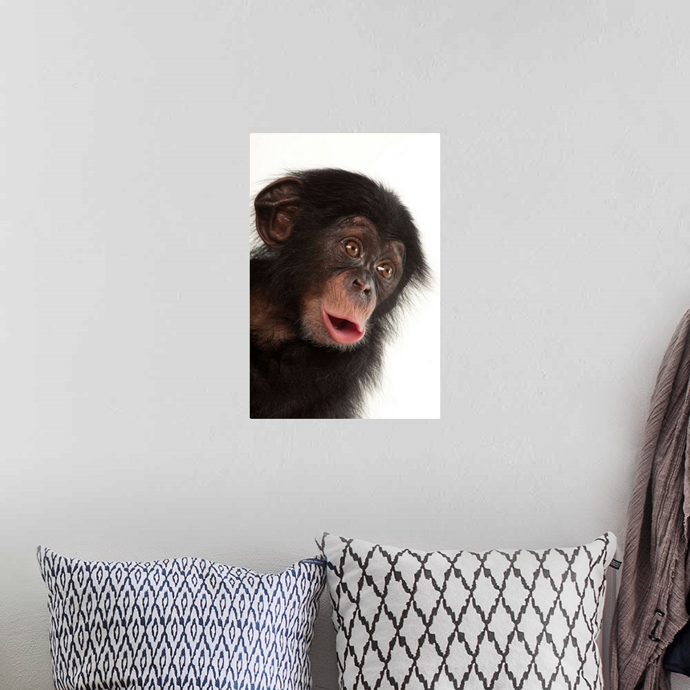 A bohemian room featuring A three-month-old baby chimpanzee named Ruben at Tampa's Lowry Park Zoo.