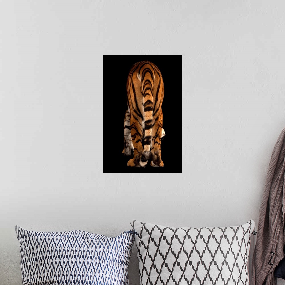 A bohemian room featuring An endangered Malayan tiger, Panthera tigris jacksoni.
