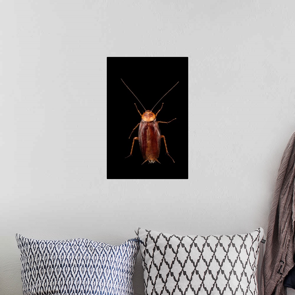 A bohemian room featuring Brown cockroach, Periplaneta brunnea, at Western Kentucky University.