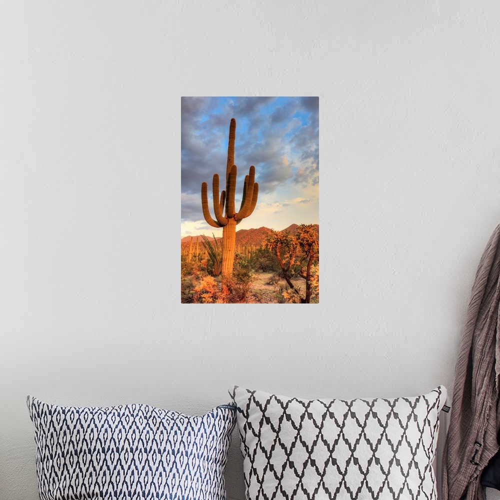 A bohemian room featuring USA, Arizona, Tucson, Saguaro National Park