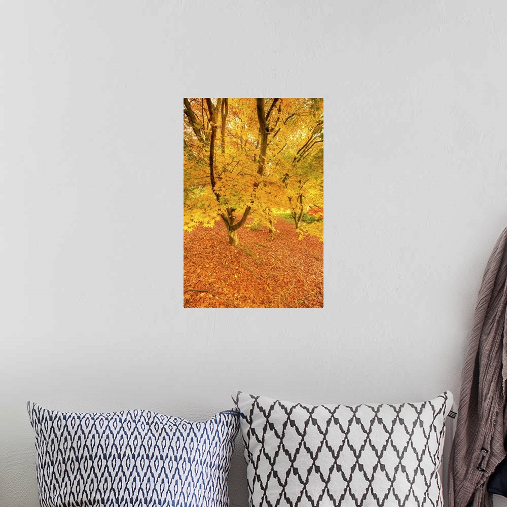 A bohemian room featuring Autumn foliage of Japanese Maple (Acer) tree, England, UK